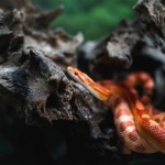 Zwierzę terrarystyczne w domu z dzieckiem - lekcja odpowiedzialności, cierpliwości i uważności